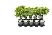 Ficus Lucky P12