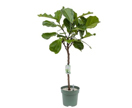 Ficus Lyrata Op Stam