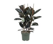 Ficus Mandela