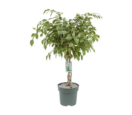 Ficus Safrana