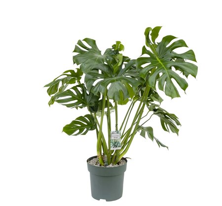 Monstera Deliciosa