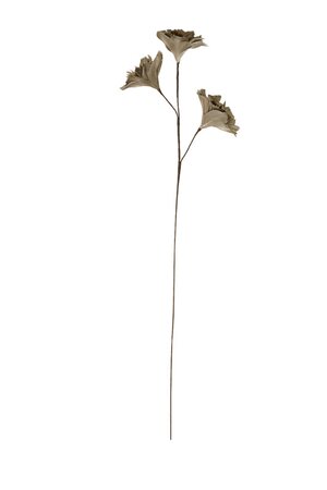 Ornament 3 Bloemen FLOWER Licht Goud - 20 x 10 x 73 cm