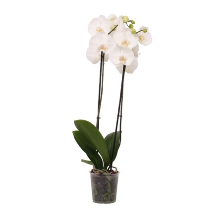 Phalaenopsis