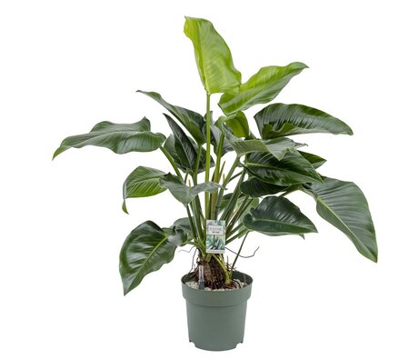 Philodendron Green Beauty