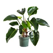 Philodendron Green Beauty