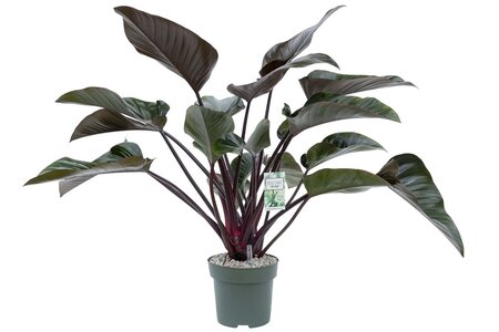 Philodendron Red Beauty