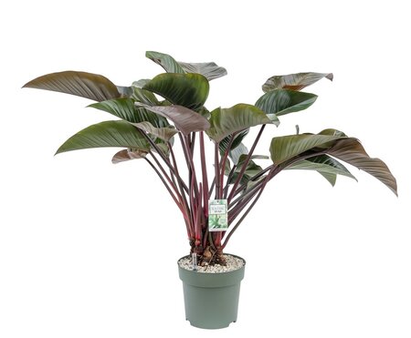 Philodendron Red Beauty