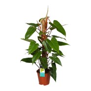 Philodendron Red Emerald