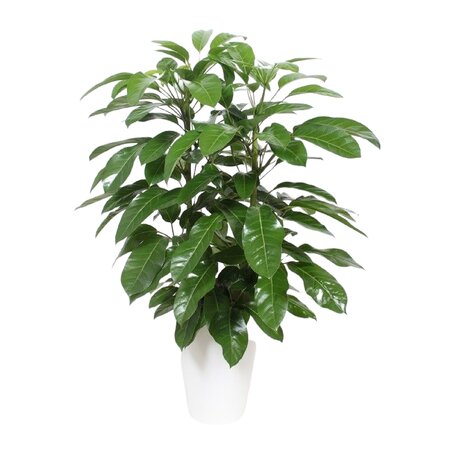 Schefflera Amate