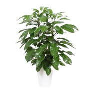 Schefflera Amate