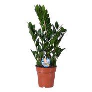 Zamioculcas Zamiifolia